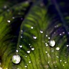 Waterdrops